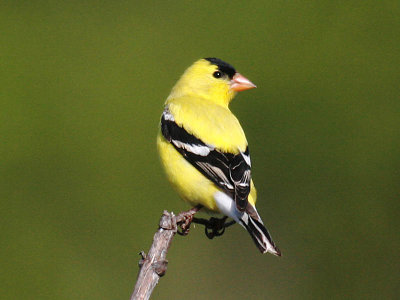 American Goldfinch