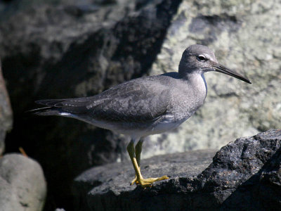 Wandering Tattler