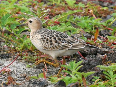 Buff-breasted Sandpiper