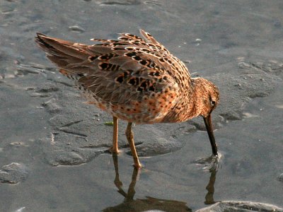 Short-billed Dowitcher