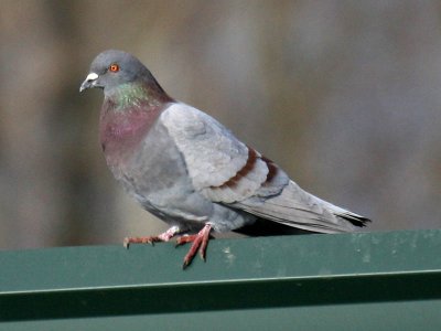 Rock Pigeon