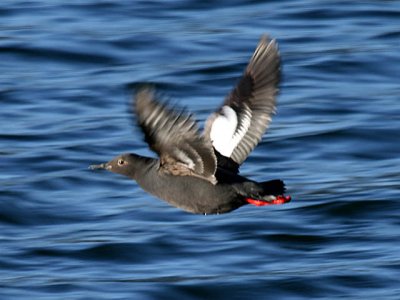 Pigeon Guillemot