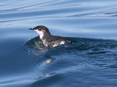 Scripps's Murrelet