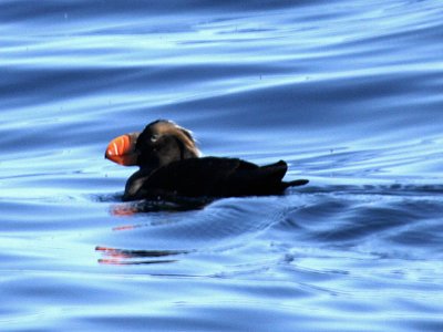 Tufted Puffin