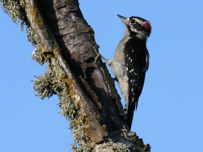 Downy Woodpecker