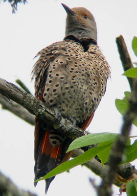 Northern Flicker