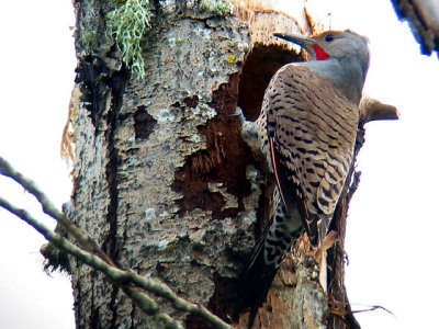 Northern Flicker