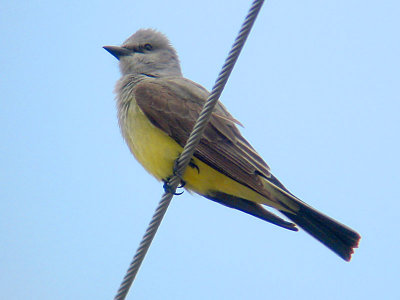 Western Kingbird