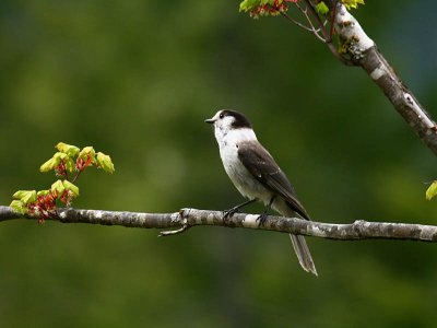 Gray Jay