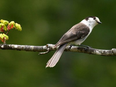 Gray Jay