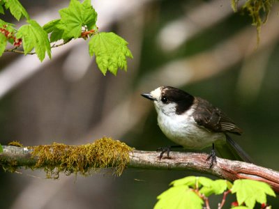 Gray Jay