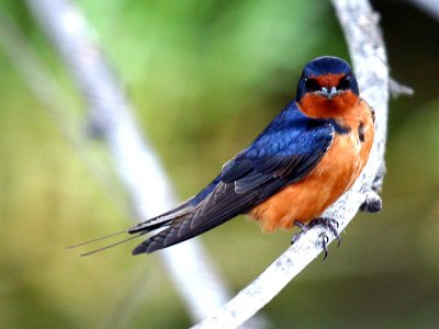 Barn Swallow