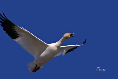 snow_goose__oie_des_nieges