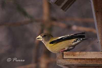 Gros -Bec Errant female