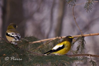 Gros-Bec Errant Couple