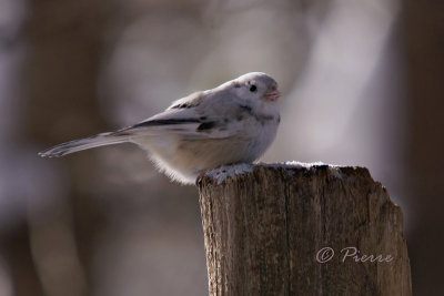 Msange Leucistique / Leucistique Chickadee