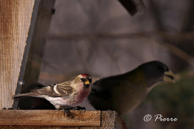 Sizerin Flamm Common Redpoll.jpg
