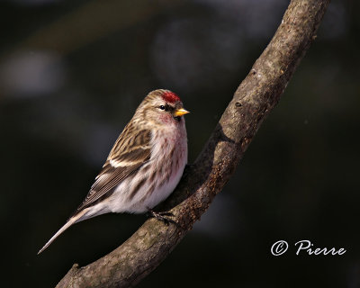 Sizerin Flamm Common Redpoll 1.jpg