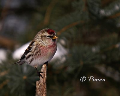 Sizerin Flamm Common Redpoll 2.jpg