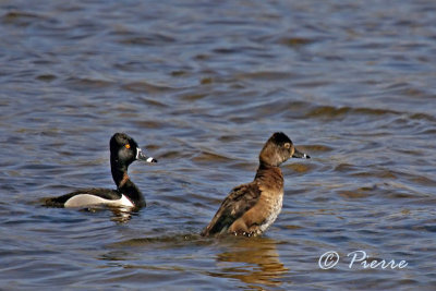 canards_and_others