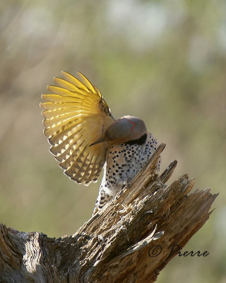 Pic Flamboyant   Norther Flicker