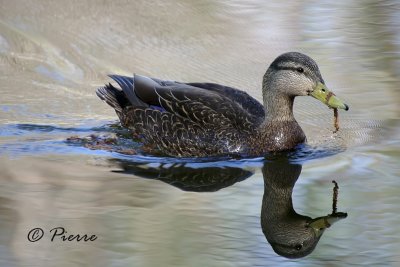 Canard Noir, American Black Duck