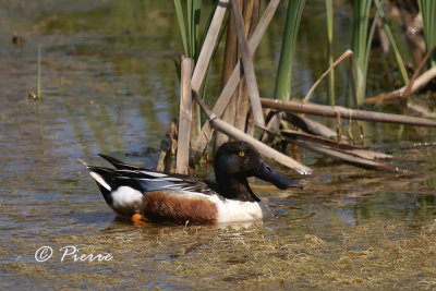 Canard Souchet