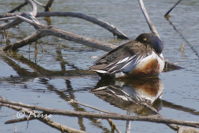 Canard Souchet au repos
