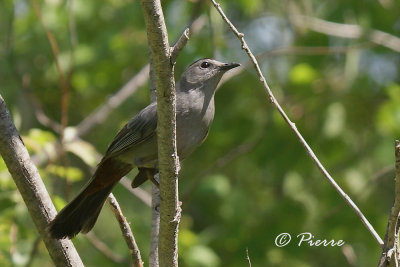 Gray Catbird