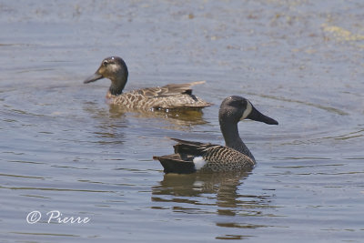 Sarcelle a ailes Blue,Blue-winged Teal