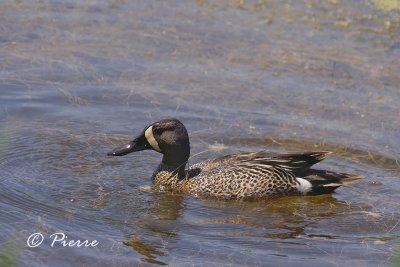 Sarcelle a ailes Bleues