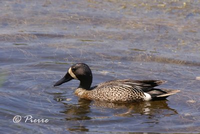 Blue-Winged Teal
