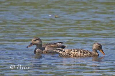 Canard Chipeau Gadwall