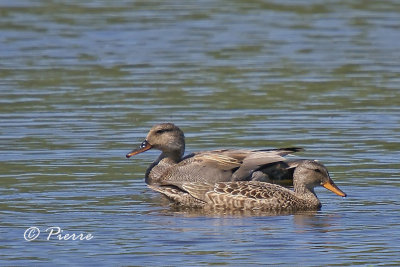 Canard Chipeau Gadwall