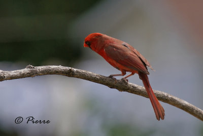 Cardinal Rouge c