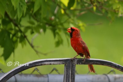 Northern Cardinal g
