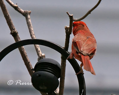 Cardinal Rouge i