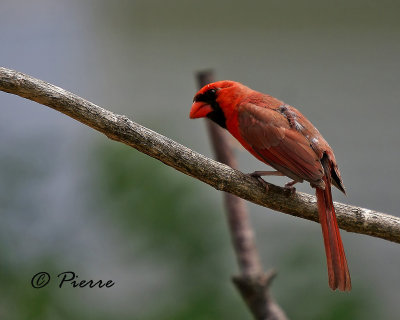 Cardinal Rouge j