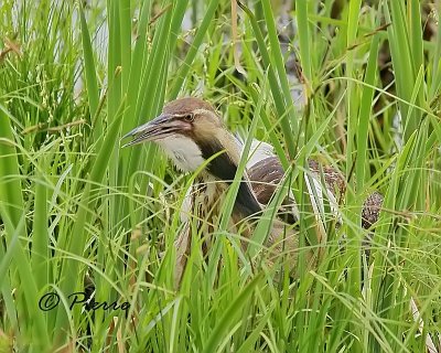Butor dAmerique    American Bittern
