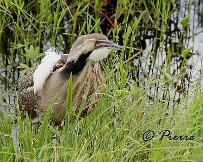 Butor damerique   American Bittern
