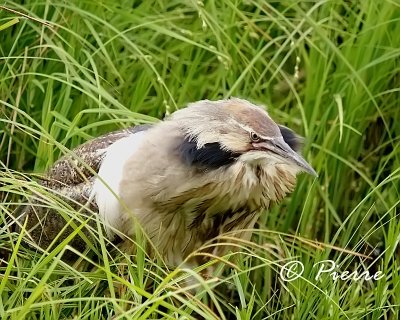 Butor dAmerique   American Bittern