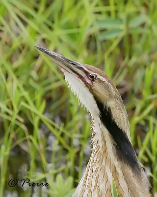 Butor dAmerique   American Bittern