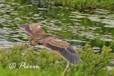Butor dAmerique  American Bittern