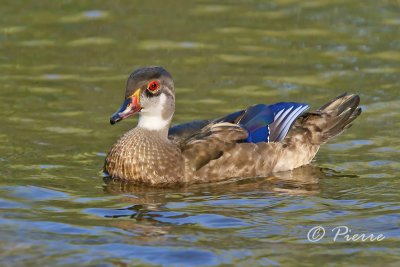 Canard Branchu, Wood Duck24-08-2009