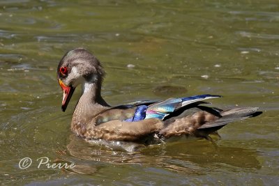 Canard Branchue24-08-2009