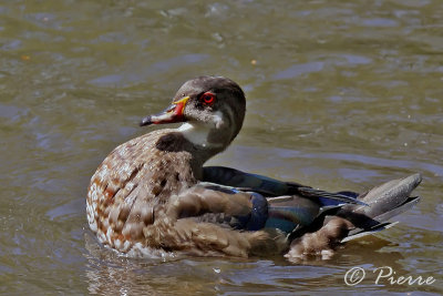 Canard Branchue 28-08 2009