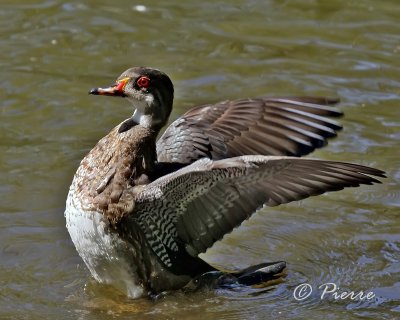 Canard Branchue 28-08-2009