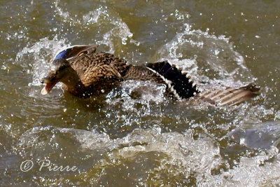Mad Mallard.