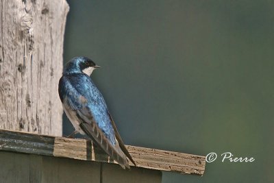Hirondelle Bicolore Tree Swallow