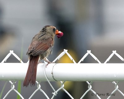 Cardinal sous la pluie